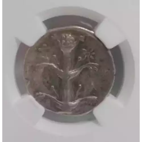 Silphium, 308-277 BC, Cyrenaica, Cyrene, NGC Ch VF