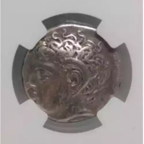 Silphium, 308-277 BC, Cyrenaica, Cyrene, NGC Ch VF (2)